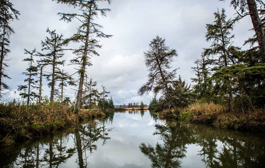 A waterway leading into Otter Island off Steamboat Slough on April 11 in Everett. (Olivia Vanni / The Herald)