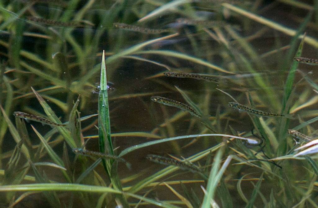 Juvenile chum salmon swim along the banks of Otter Island off Steamboat Slough on April 11 in Everett. (Olivia Vanni / The Herald)