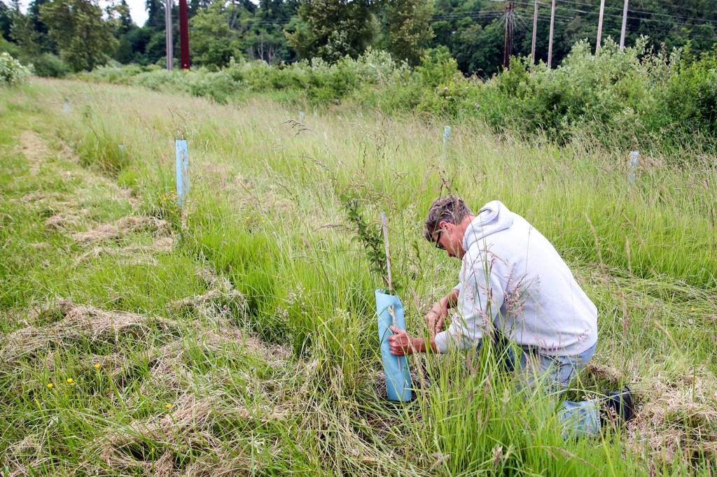 Nick Pate of Raising Cane Ranch is one of the first farmers in Snohomish County to adopt agroforestry, a practice that mimics natural ecosystems while producing food. (Kevin Clark / The Herald)