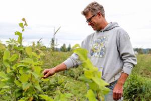 Nick Pate of Raising Cane Ranch is one of the first farmers in Snohomish County to adopt agroforestry, a practice that mimics natural ecosystems while producing food. (Kevin Clark / The Herald)