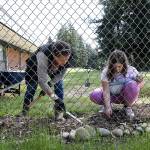 Janice Noe (left); with School Garden Advocates; digs holes that Mollie Michaels; a 5th grader at College Place Elementary Schools fills with sunflower seeds. (Lizz Giordano / The Herald)