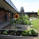 College Place Elementary Schools garden project began last year. Teachers use the garden as learning tool in the classroom. (Lizz Giordano / The Herald)