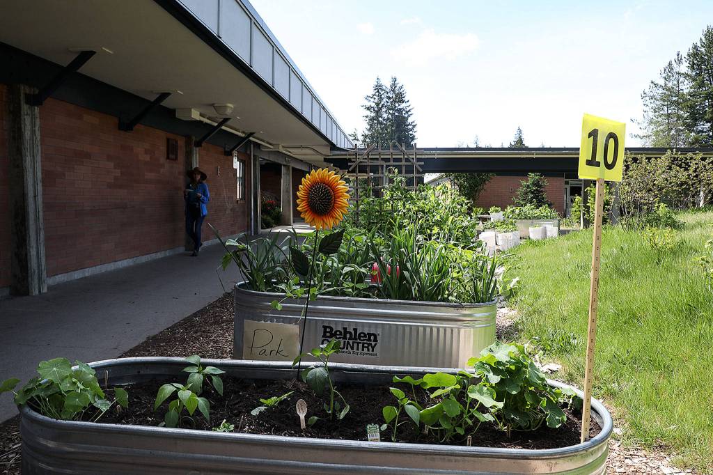 College Place Elementary Schools garden project began last year. Teachers use the garden as learning tool in the classroom. (Lizz Giordano / The Herald)