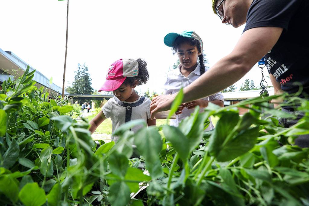 Kalliope Boyd (left) and her sister Jamie Boyd, (center) a 2nd grader at College Place Elementary School plant bean seeds with Mike DeFuria (right) a music teacher at the school during the spring planting party. (Lizz Giordano / The Herald)