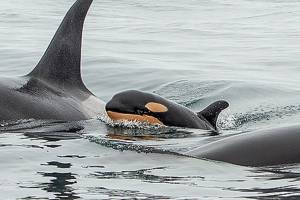 New orca calf reported in southern resident J pod