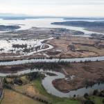The ecological goal for Blue Heron Slough, upper right, is to restore tidal channels, marsh, and mud flats by breaching old agricultural dikes as seen at Smith Island at left. Shot on Jan. 15. (Andy Bronson / The Herald)