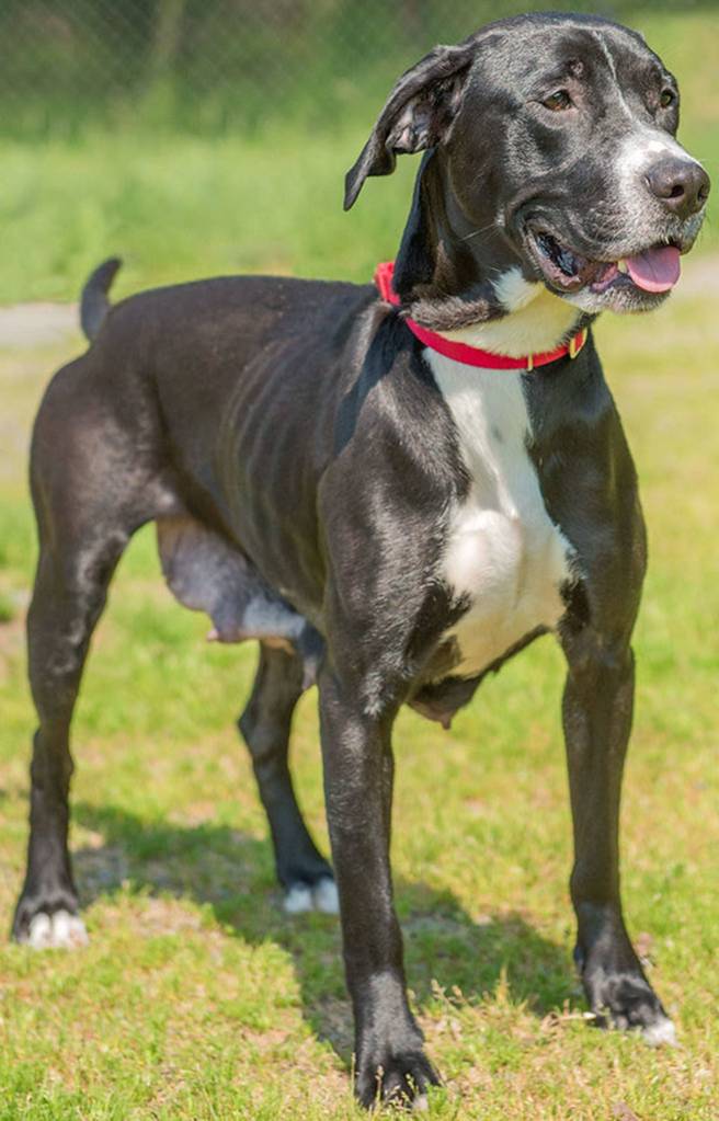 Are you looking for a high energy, never tired, always ready for an adventure kind of dog? If the answer is yes then Miss. Bubbles just might be the perfect match for you! Bubbles is young dog with no training. She is very strong and will be very hard to control until she has proper leash training. She can be very vocal and is not suited for apartment living. She will need a meet and greet with any resident canines. Any children in the home must be over 12 years old. Bubbles jumps up on people and can easily knock them over. She is a sweet girl with lots of energy who just needs someone to work with her on obedience training. (Curt Story/Everett Animal Shelter)