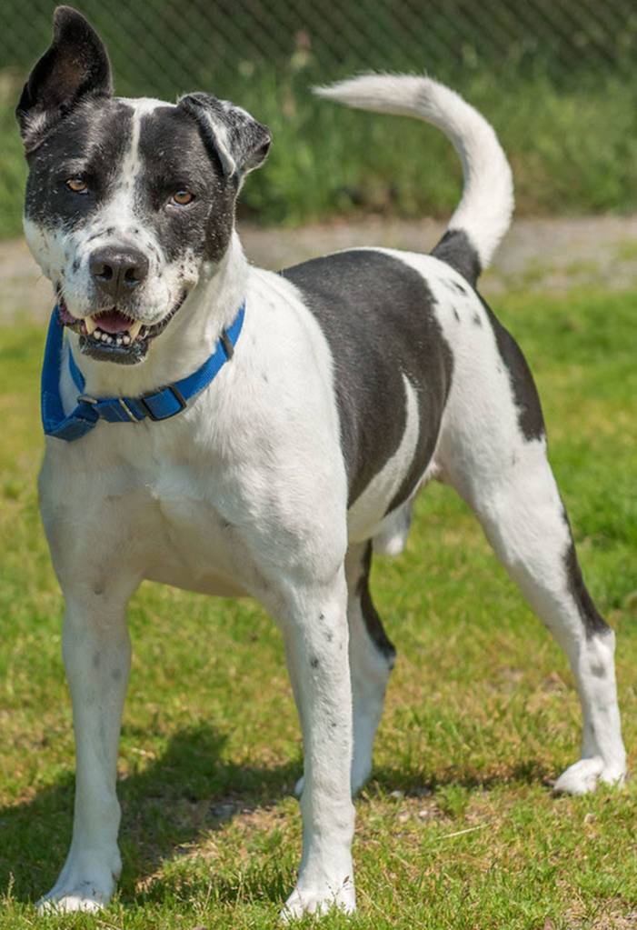 Kelvin is a young active senior who would enjoy an active household. Long walks? Hiking? Kelvin would do best with children 10 years and older. Kelvin enjoys interacting with other polite female dogs but would prefer to be the only dog in the home. He loves to play with toys and loves to carry one around when walking. (Curt Story/Everett Animal Shelter)