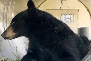 Island-hopping teenage bear unsuccessful in search for love