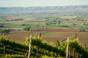 Washington wine’s roots are firmly planted in Yakima Valley