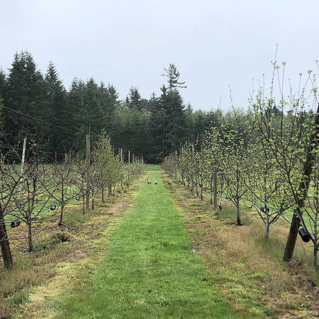 Planted in 2010, Dragons Head Ciders orchard is populated with heirloom apple and perry pear trees (Aaron Swaney)