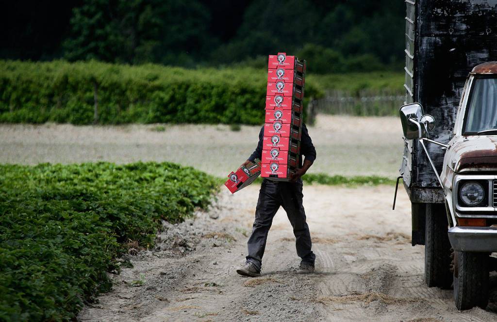 Jose Lopez carries empty flats to workers picking strawberries ahead of the opening of strawberry season at Biringer Farm on Thursday in Arlington. (Andy Bronson / The Herald)