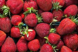 Strawberry season gets a sweet start