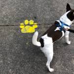 A study says human personality traits appear to affect canine cortisol levels. This Everett rat terrier, Harlan, had no comment. (Janice Podsada / The Herald)