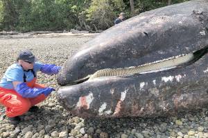 Everett’s dead gray whale was skinny and undernourished