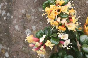 Great Plant Pick: Lonicera crassifolia, creeping honeysuckle