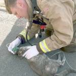 A firefighter tends to a cat that was injured during a house fire in Lynnwood on Monday morning. (South Snohomish County Fire)