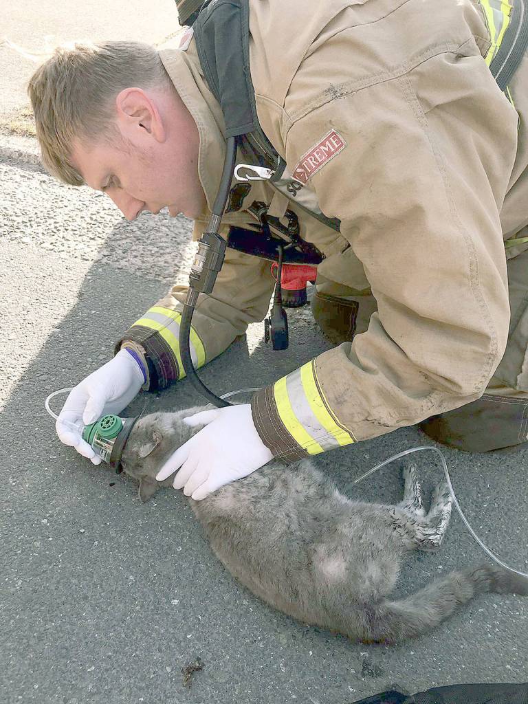 A firefighter tends to a cat that was injured during a house fire in Lynnwood on Monday morning. (South Snohomish County Fire)