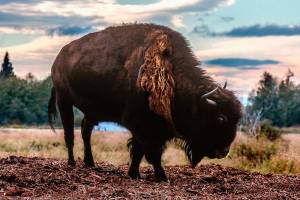 Wobble, a 27-year-old bison whose home was a pasture between Ebey Slough and Sunnyside Boulevard, died of natural causes on May 29. Born prematurely, he lived his whole life on Paul and Ruth Brandals 70-acre property. (Dan Bates / The Herald)