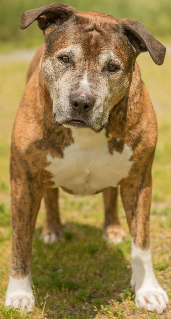 Tiger is a nice senior guy looking for a new home. He will need a meet and greet with any resident dogs and we are not sure how he will do with felines. Tiger loves playing with people and even going for short hikes. His new home should not have many stairs if any at all. Tiger does have some pain in his hips and is currently on joint supplements. He also has limited vision so it will take him awhile to adjust to his new home. Tiger has current blood work and has been neutered. (Curt Story/Everett Animal Shelter)