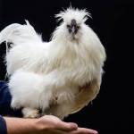 This silkie chicken named Boo Chicken has feathers as soft as silk at the Forest Park Animal Farm in Everett. (Andy Bronson / The Herald)