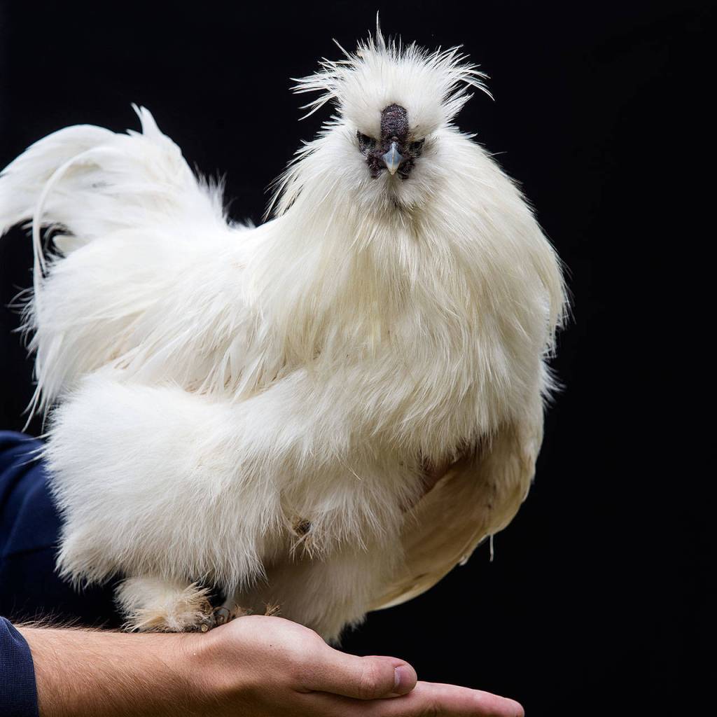 This silkie chicken named Boo Chicken has feathers as soft as silk at the Forest Park Animal Farm in Everett. (Andy Bronson / The Herald)