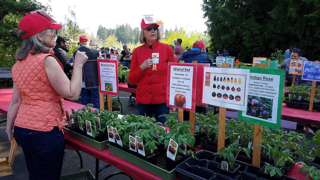 Master gardeners clad in red vests and hats helped eager garden shoppers at a plant sale in May. (Sharon Salyer / The Herald)                                Master Gardners, dressed in red vests and hats with signs that said tomato expert, helped eager garden shoppers at their annual sale in May. (Sharon Salyer / The Herald)