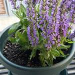 Salvia is one of a number of plants that can attract bees to your garden.