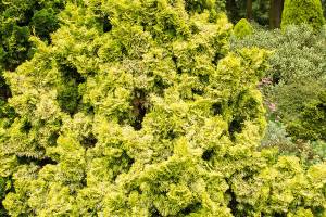 Great Plant Pick: Chamaecyparis obtusa ‘Nana Lutea’