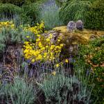 Two sheep statutes sit on a mossy rock in Kathy and Dave Hopes garden surrounded by flowers and lavender. (Olivia Vanni / The Herald)