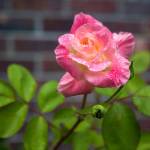 A rose in the front of the Hopes garden in Snohomish. (Olivia Vanni / The Herald)