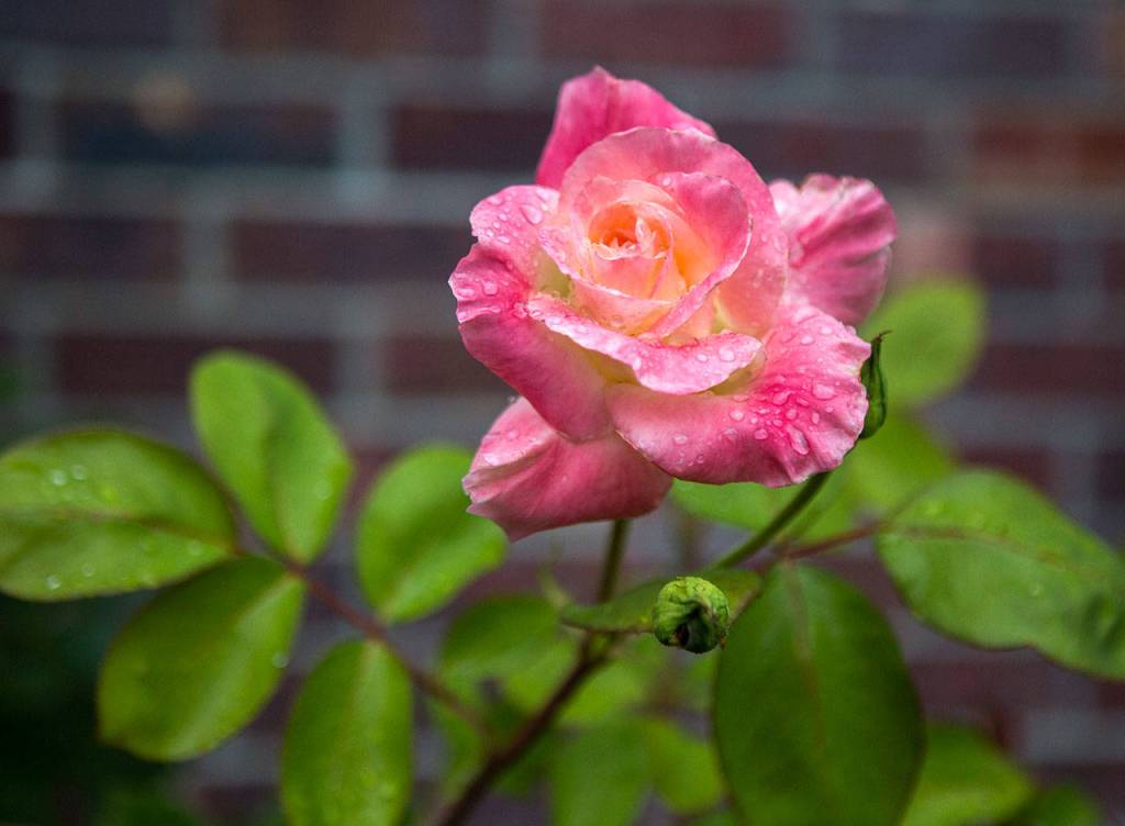 A rose in the front of the Hopes garden in Snohomish. (Olivia Vanni / The Herald)