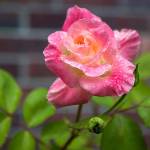 A rose in the front of the Hopes garden in Snohomish. (Olivia Vanni / The Herald)