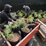In this 2018 photo, Alex Martin (left) and Macrio Ahlon (right) load transplanted marijuana plants into a trailer near Shelton, Washington. A new federally funded study found, not surprisingly, that marijuana use in Washington state is up since pot became legal in 2014. (AP Photo/Ted S. Warren, file)