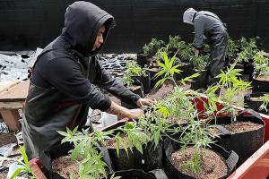 Washington’s sewage reveals people here ingest a lot of pot