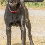 Peter is a young hound looking for an active home. He will need a meet and greet with any resident dogs and he is sure to chase cats so a feline free home is needed. This happy guy loves to run and may make a good running or hiking buddy! He will need secure confinement when unsupervised and is not suited for apartment style living. (Curt Story/Everett Animal Shelter)