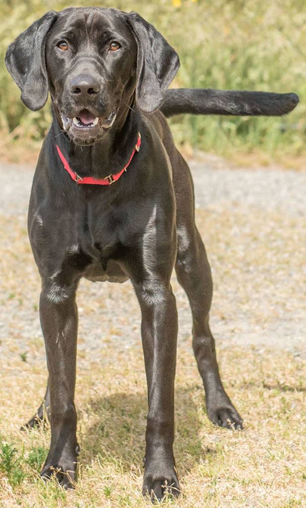 Peter is a young hound looking for an active home. He will need a meet and greet with any resident dogs and he is sure to chase cats so a feline free home is needed. This happy guy loves to run and may make a good running or hiking buddy! He will need secure confinement when unsupervised and is not suited for apartment style living. (Curt Story/Everett Animal Shelter)