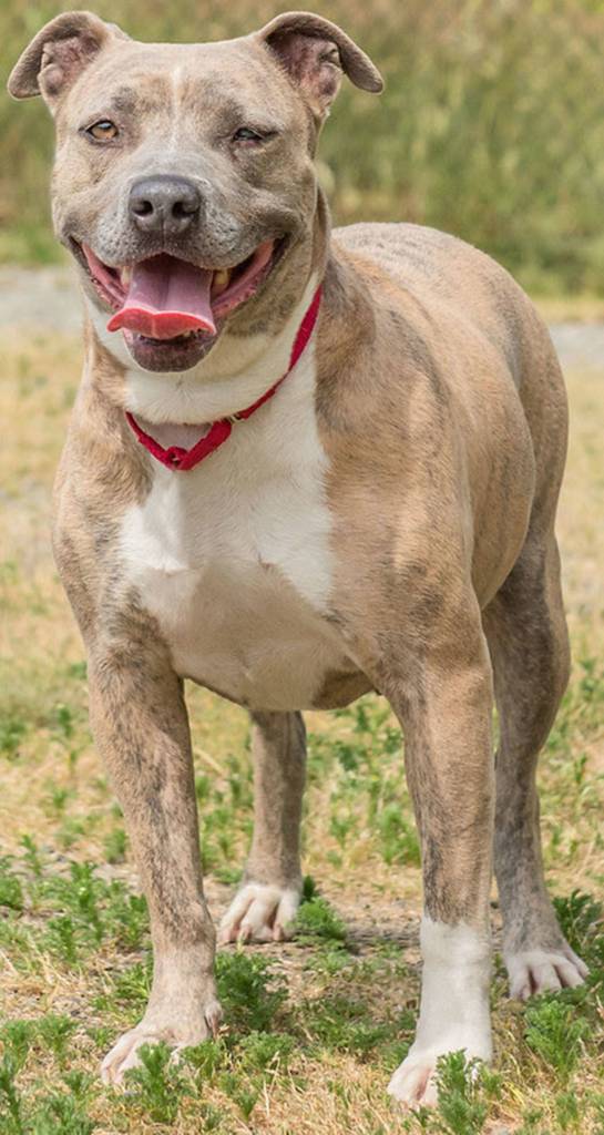 Sasha is a really happy, people-friendly dog! She likes some dogs and not others so will need a meet and greet with any resident canines and a feline free home. Sasha has a cloudy eye which may need to be monitored by your vet. (Curt Story/Everett Animal Shelter)