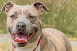 Everett Animal Shelter dogs ready for adoption