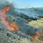 A wildfire consumes sagebrush as firefighters let it march down to the Columbia River on the edge of Roosevelt, Washington, on Aug. 5, 2015. Federal officials have released a plan intended to reduce the size of giant rangeland wildfires that have become an increasing problem in the Great Basin for cattle ranchers, recreationists and some 350 species of wildlife, including imperiled sage grouse. (AP Photo/Don Ryan, File)