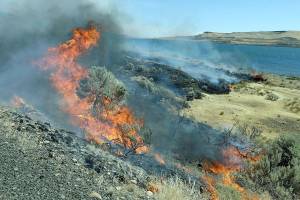 U.S. releases review on removing vegetation to stop wildfires
