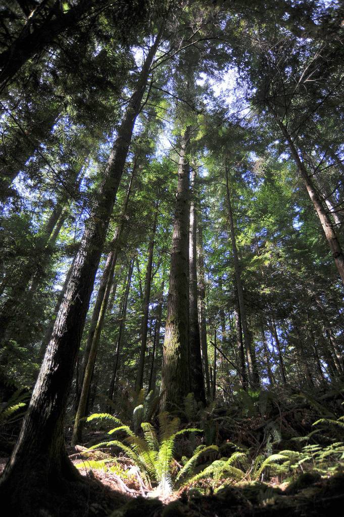 Little Mountain Park has 10 miles of trails just five minutes from downtown Mount Vernon. (Terry Afdem)