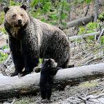 Group wants grizzly bears restored to more Western states