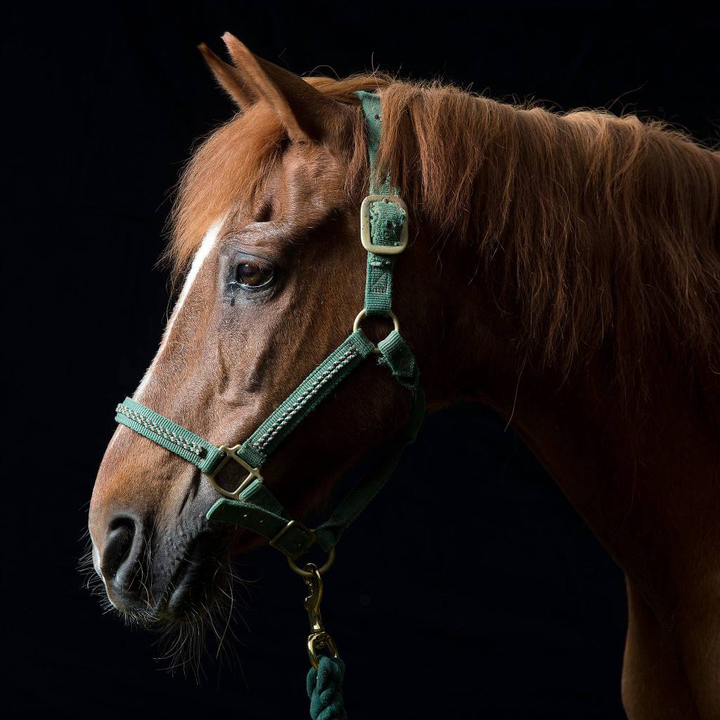 A horse named Dreamer poses for a portrait at the Forest Park Animal Farm in Everett. (Andy Bronson / The Herald)