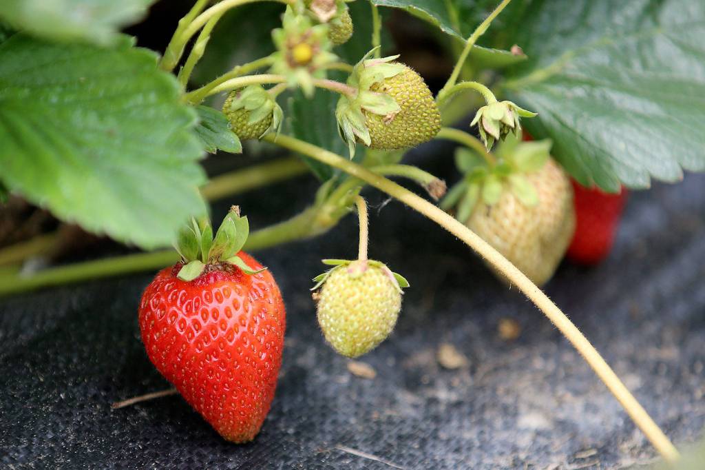 Strawberries grow at Skylight Farms in Snohomish on July 9. (Kevin Clark / The Herald)