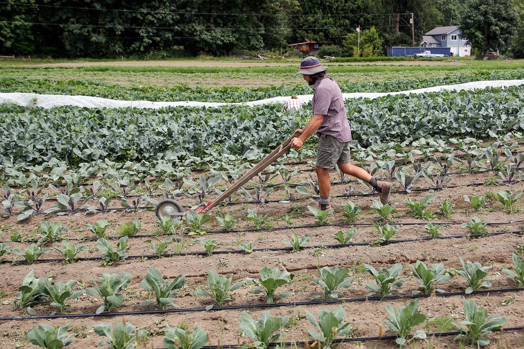 John Carlos Santos plows the garden at Skylight Farms in Snohomish on July 9. (Kevin Clark / The Herald)
