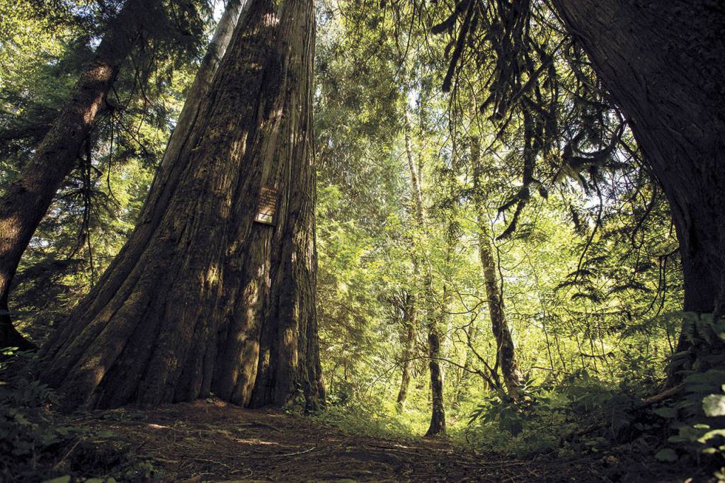 The Harold Engles Memorial Cedars boast 14-foot-diameter trunks on a winding trail among giants off the Mountain Loop Highway. (Daniella Beccaria / For the Herald, file)