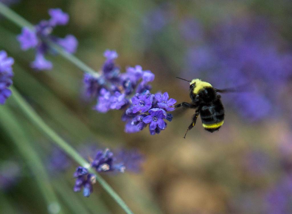 A bee pollinates a lavender flower in David Brown and Michael Hrankowskis garden in Edmonds. (Olivia Vanni / The Herald)