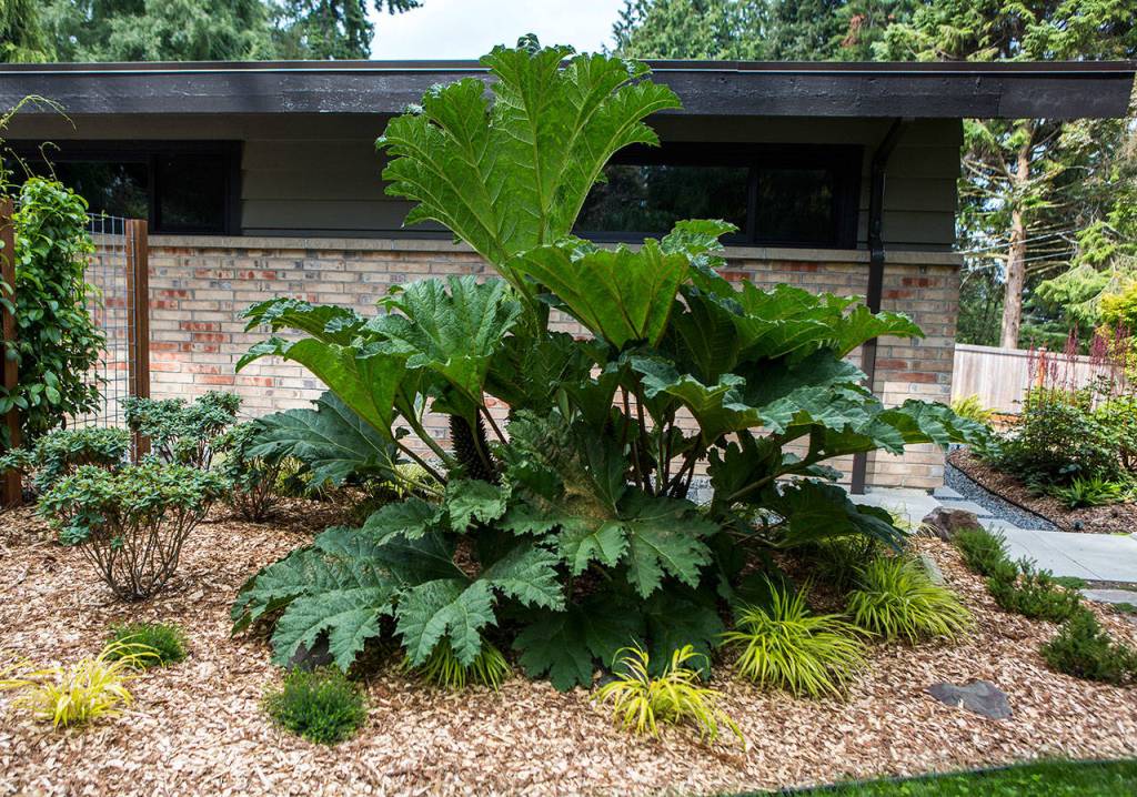 A gunnera, also known as the dinosaur plant, stands almost as tall as the house behind it. (Olivia Vanni / The Herald)