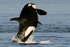 Southern resident orcas spotted in home waters off San Juan Island